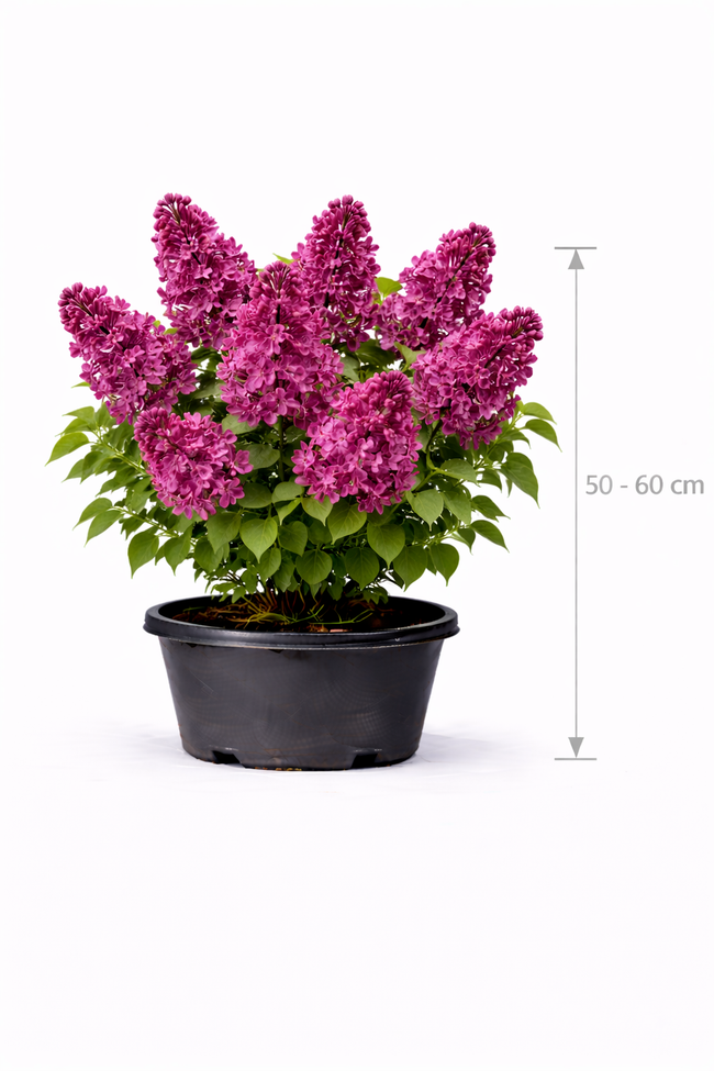 Syringa vulg. 'Charles Joly' 50 - 60
