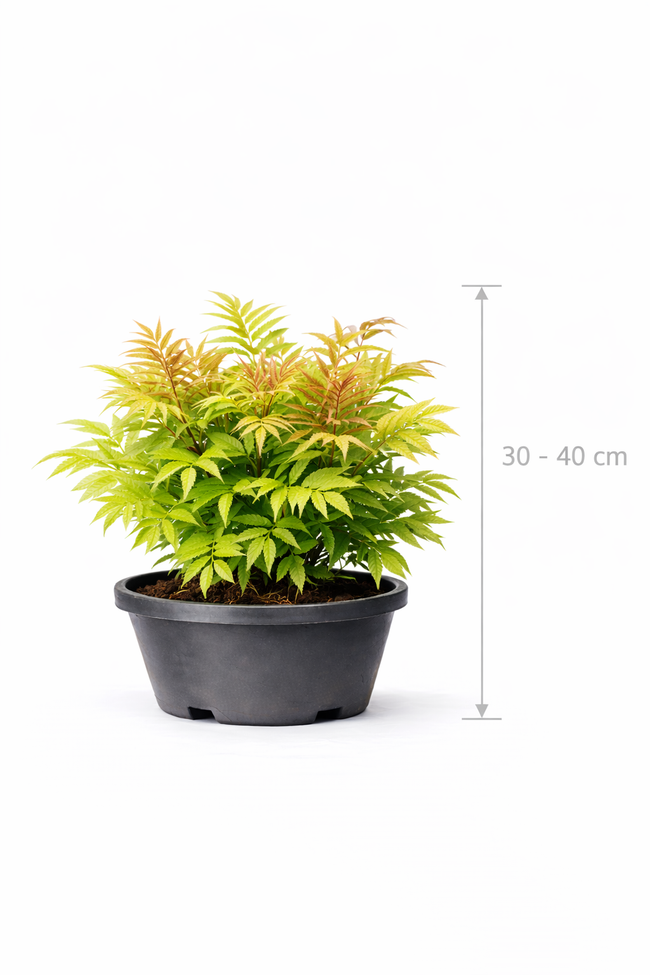 Sorbaria sorbifolia 'Sem' 30 - 40