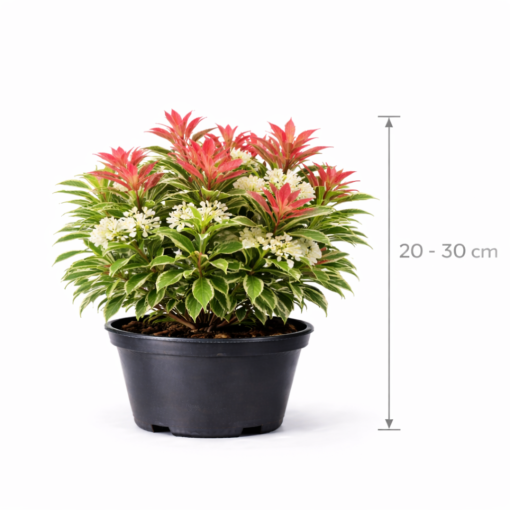 Pieris hybr. 'Flaming Silver' 20 - 30