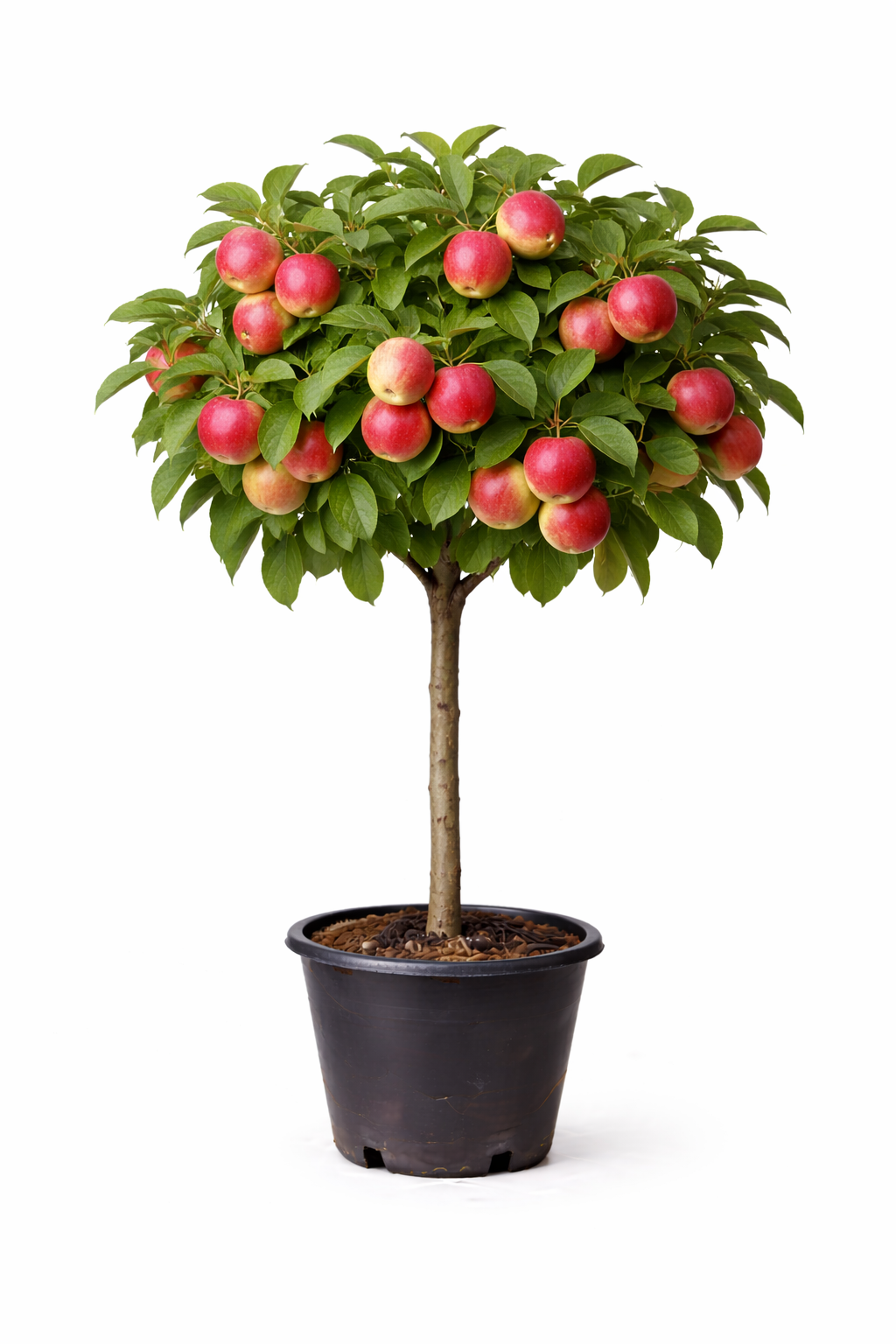 Malus ball. 'Mcintosh' 60 - 80