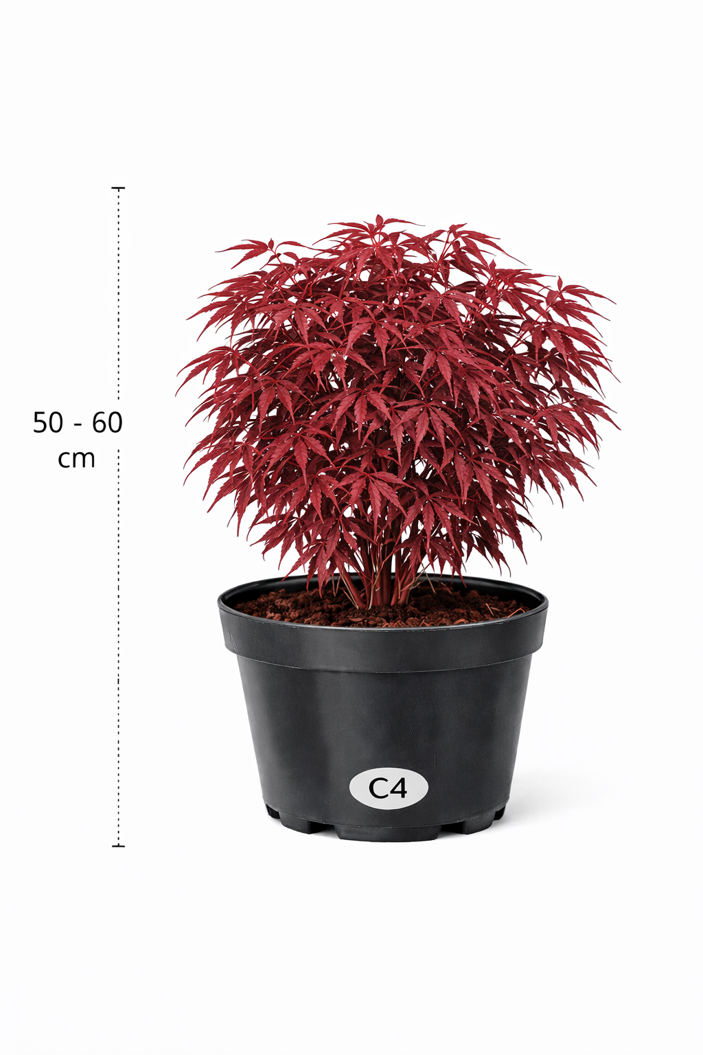Acer palm. 'Skeeter's Broom' 50 - 60 C4