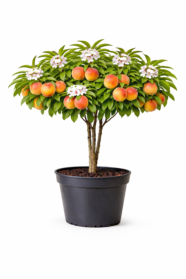 Prunus pers. 'Suncrest' struik c7.5