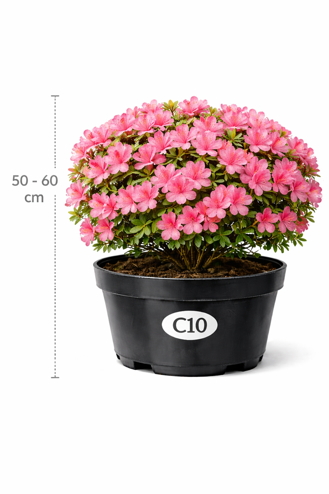 Azalea jap. roze 50 - 60 C10