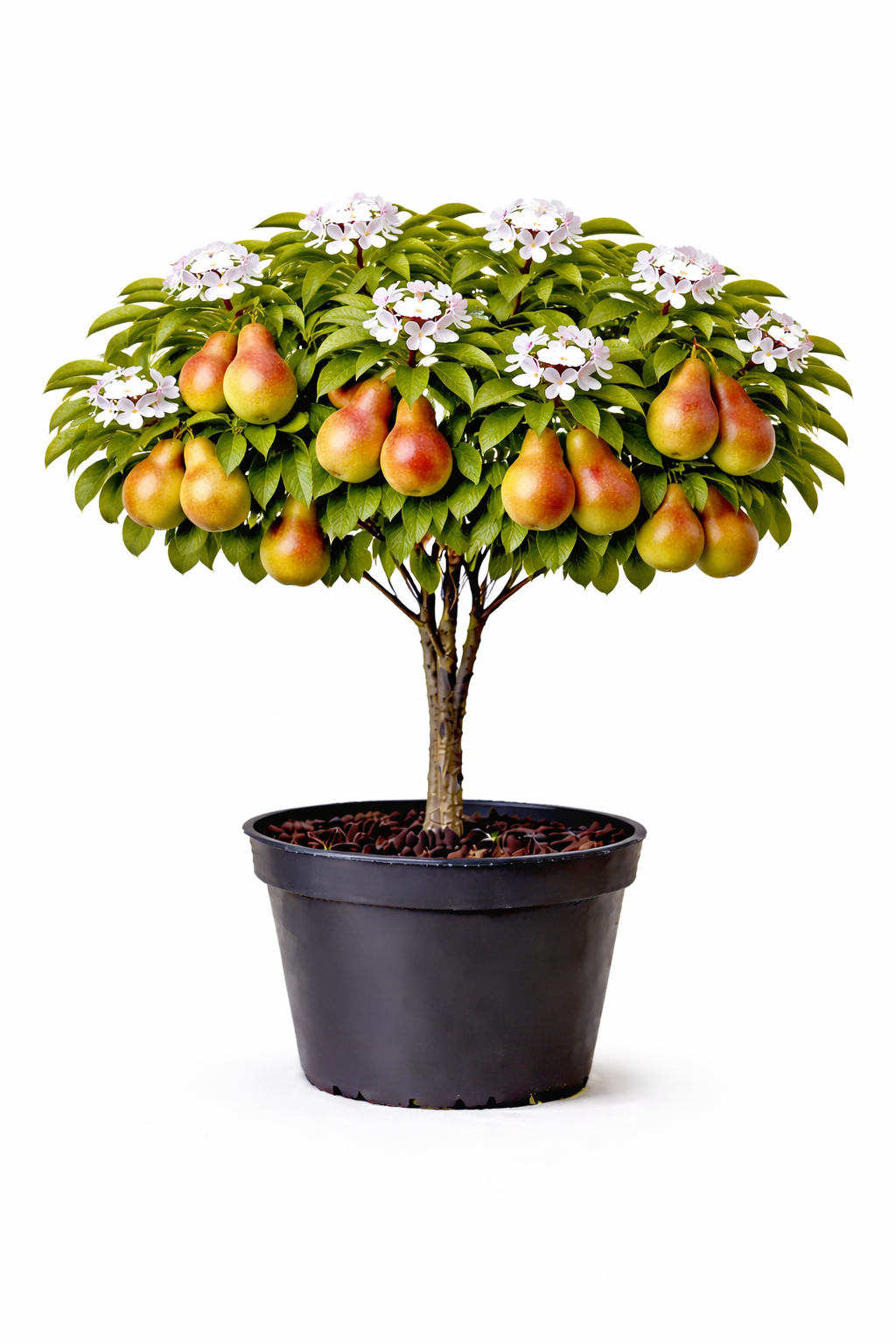 Pyrus comm. 'Bonne L. d' Avranches' struik C7.5