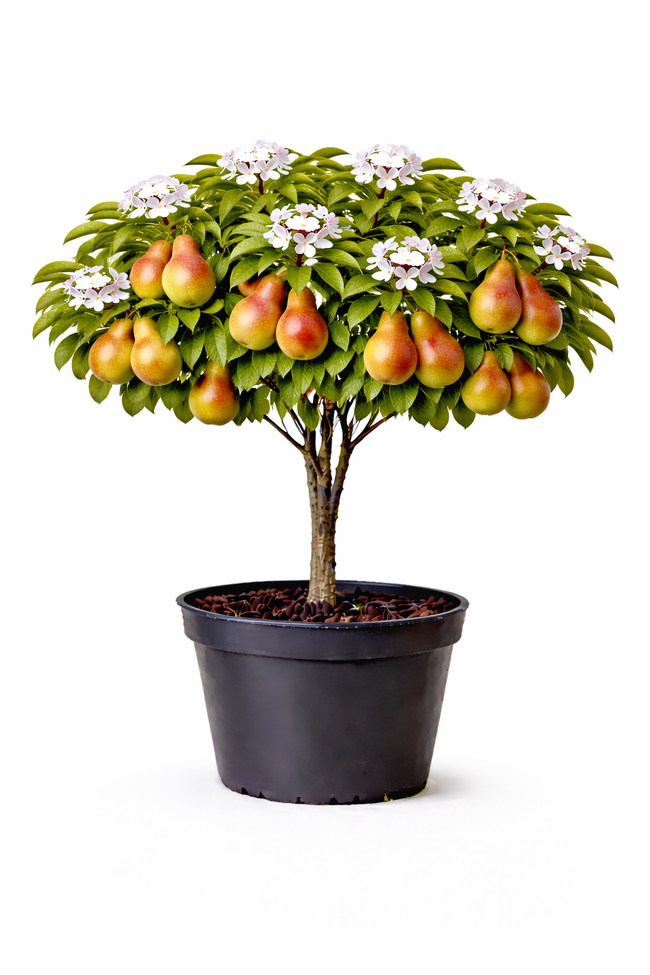 Pyrus comm. 'Bonne L. d' Avranches' struik C7.5