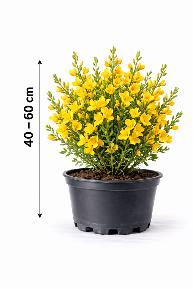 Cytisus  'Golden Sunlight' 40 - 60