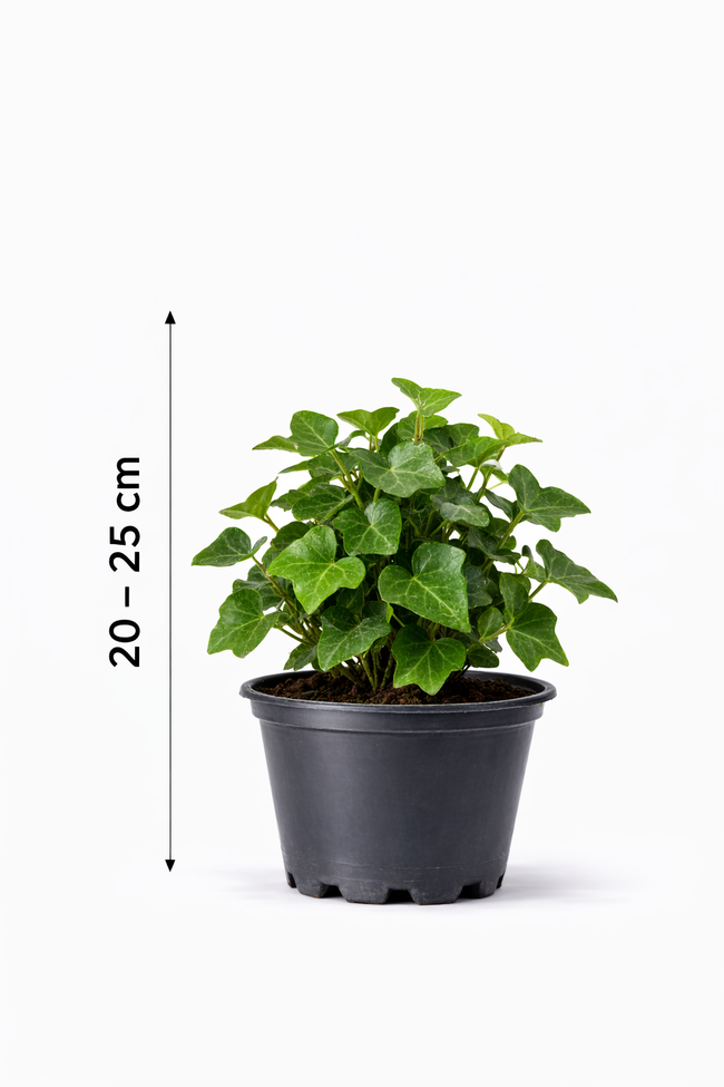 Hedera hibern. 'Arbori Compact' 20 - 25