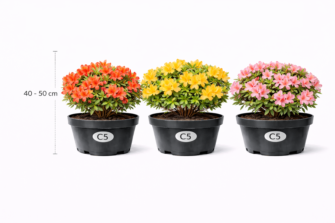 Azalea mollis in soorten - en var 40 - 50 C3