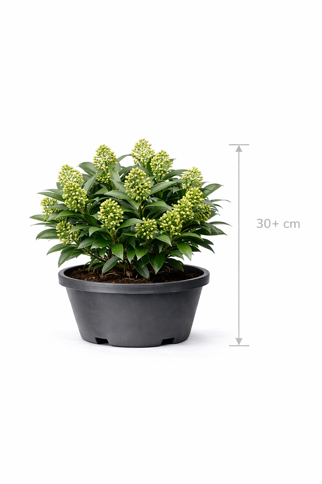 Skimmia jap. 'Finchy' 30- +