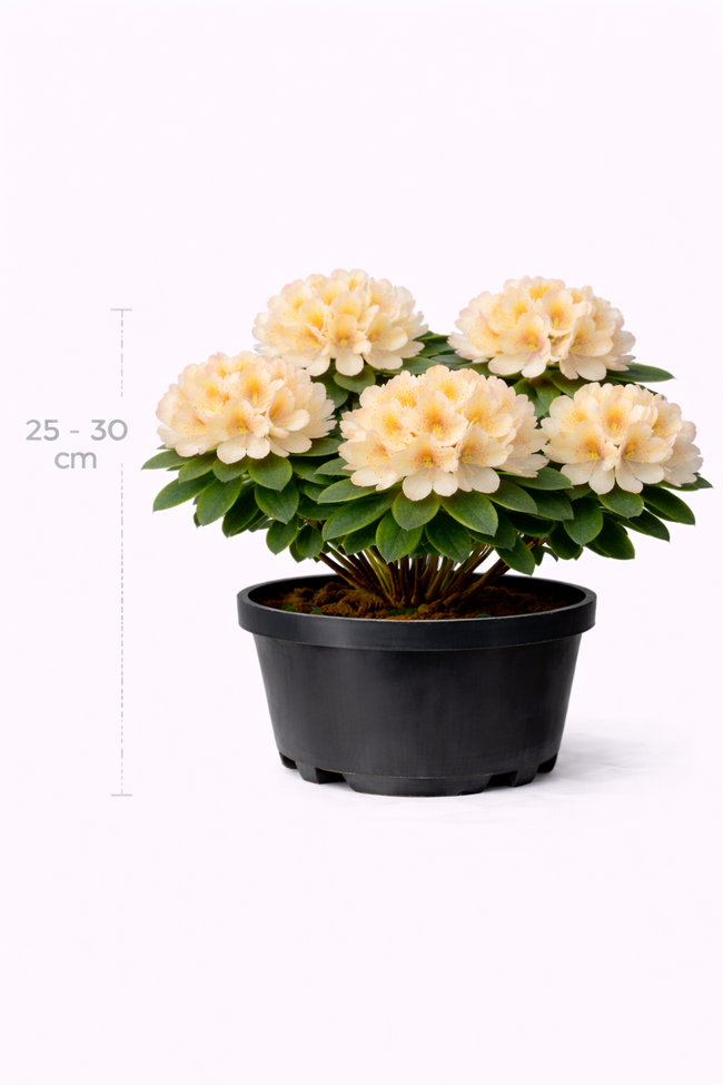 Rhodo 'Golden Torch' 25 - 30