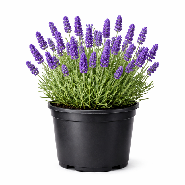 Lavandula ang. 'Munstead' C3