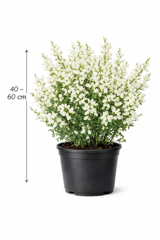 Cytisus 'White Lion' 40 - 60
