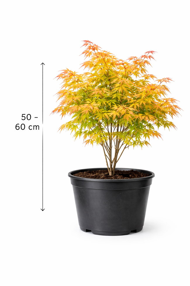 Acer palm. 'Orange Dream' 50 - 60 C6,5