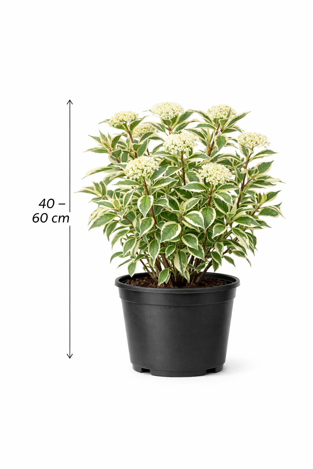 Cornus alba 'Ivory Halo' 40 - 60