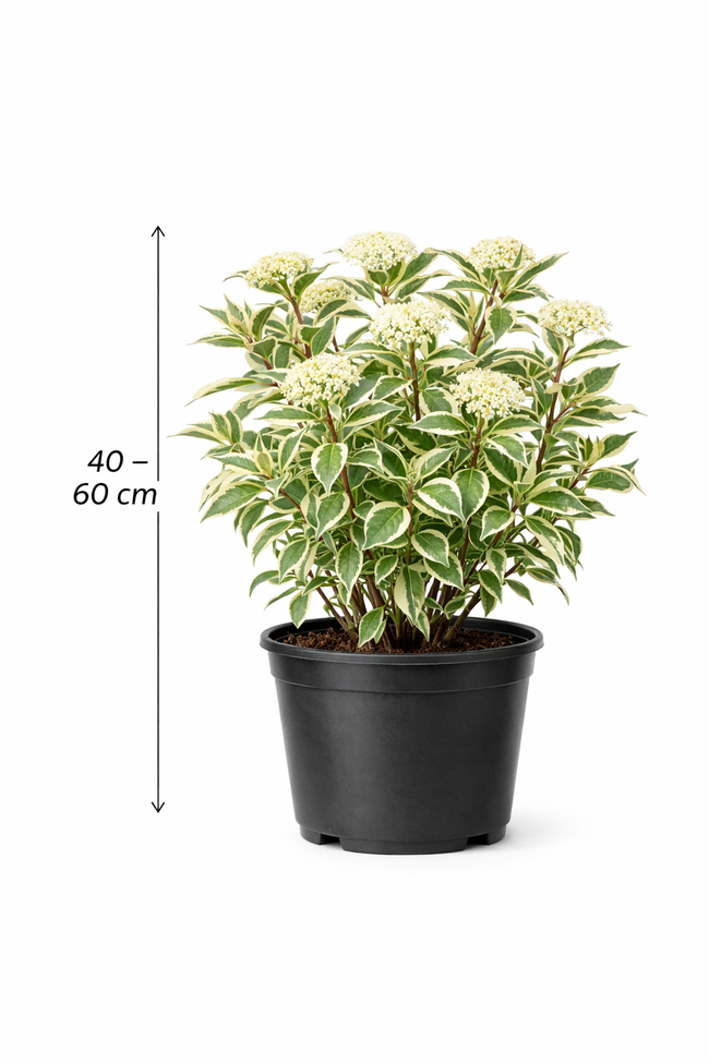 Cornus alba 'Ivory Halo' 40 - 60