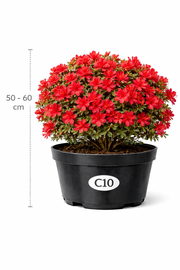 Azalea jap. rood 50 - 60 C10