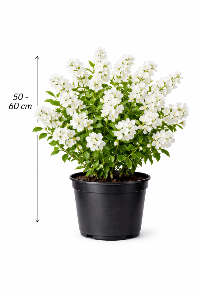 Exochorda hybr. 'The Bride' 50 - 60 C3