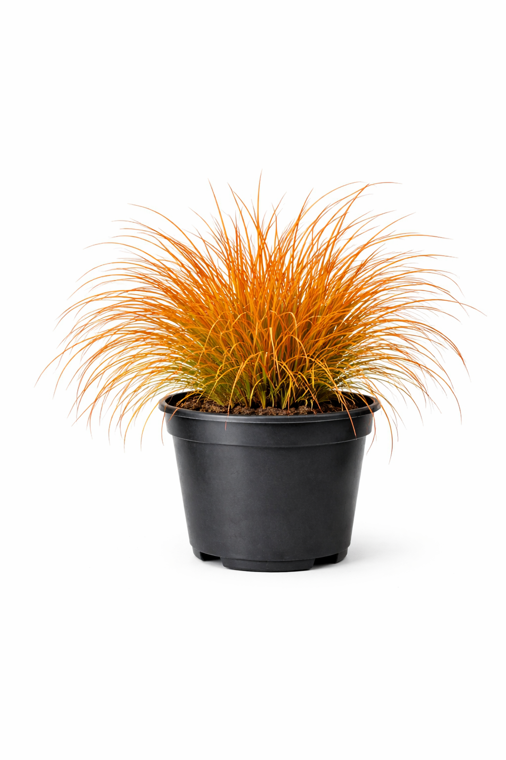 Carex test. 'Prairie Fire' C3