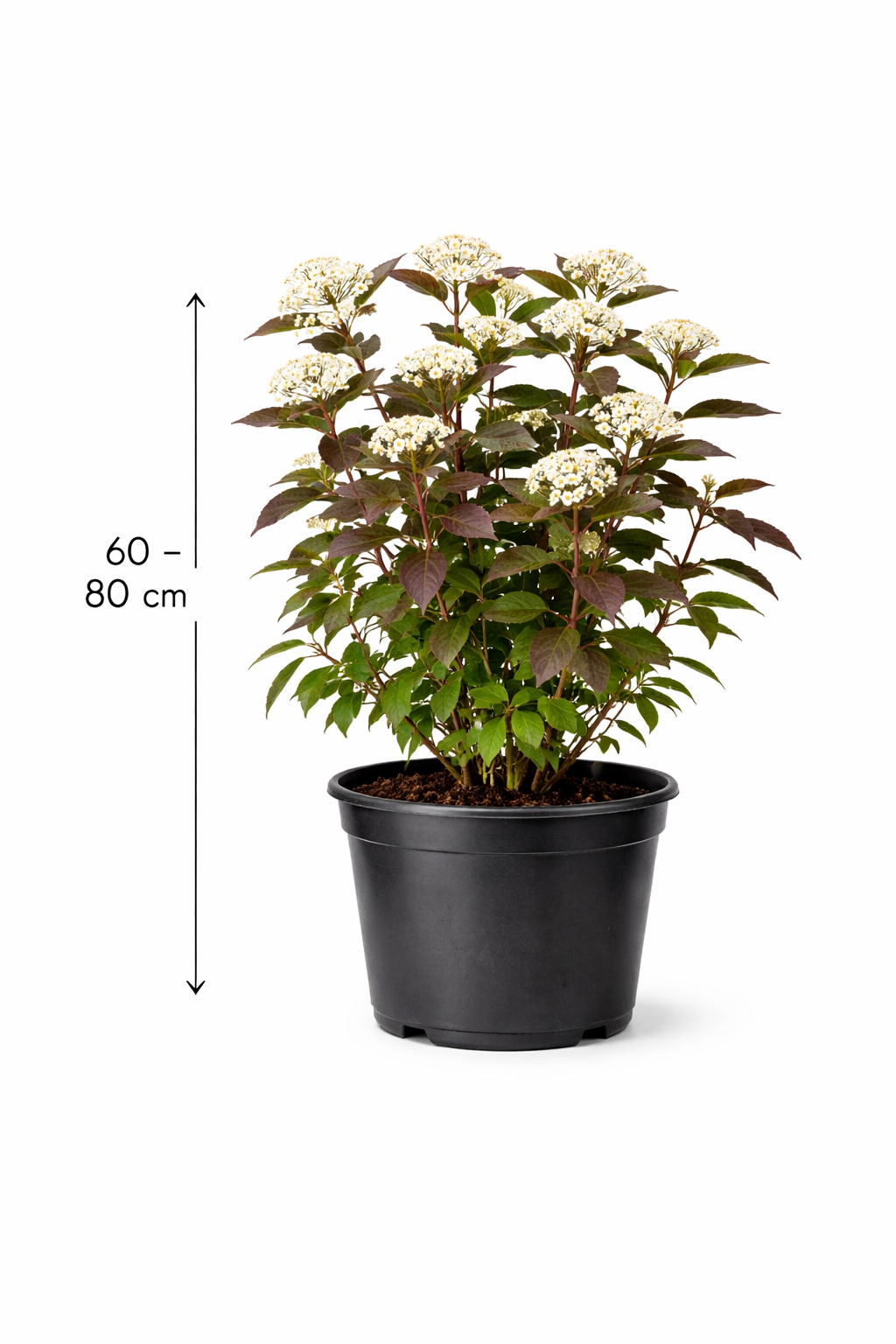 Cornus alba 'Kesselringii' 60 - 80