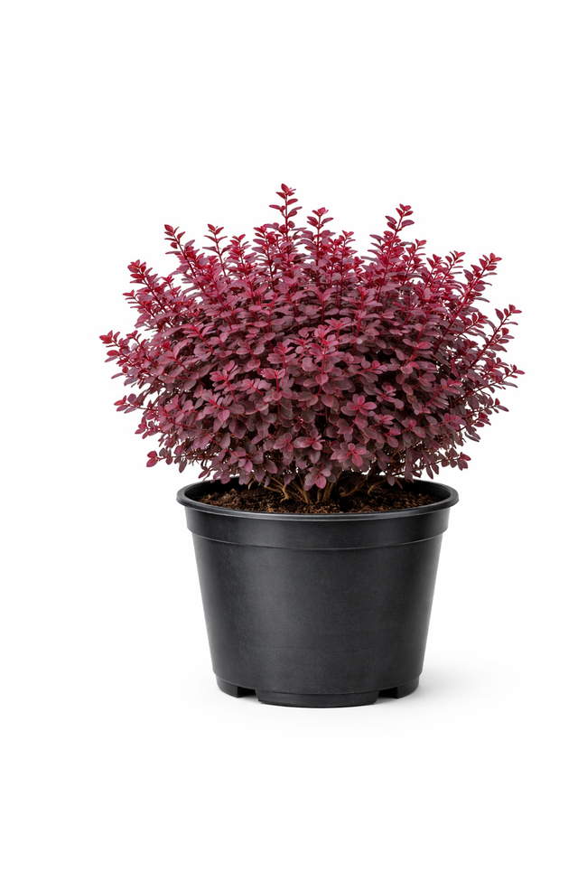 Berberis thunb. 'Atropurpurea' C3