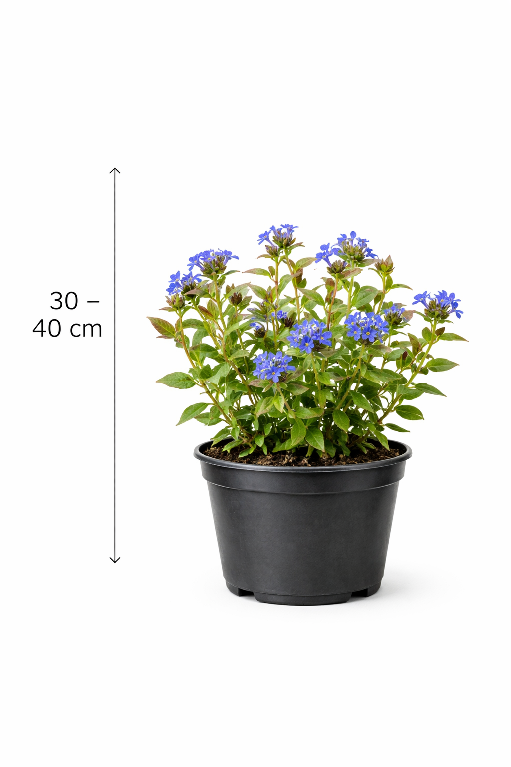 Ceratostigma willmottianum 30 - 40
